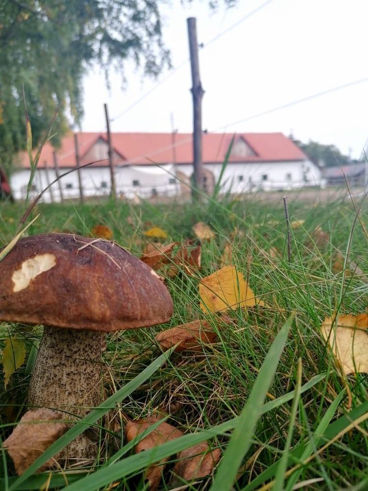 Osrodek Agroturystyczny Borki Borki Wielkie Екстер'єр фото